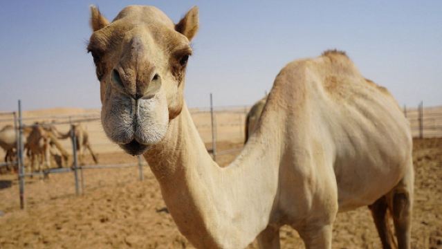 アブダビ サンセット砂漠ツアー【サンドボーディング/ショー/送迎/ディナー/ラクダ乗り/ヘナタトゥー】