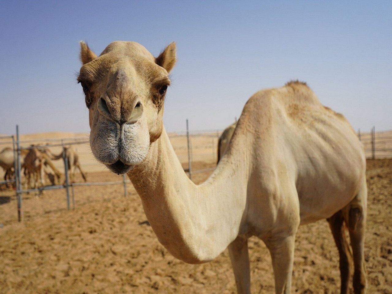 Tour hoàng hôn sa mạc Abu Dhabi [Lái xe địa hình, biểu diễn, đưa đón, bữa tối, cưỡi lạc đà, vẽ henna]