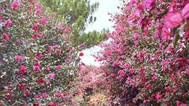 Pakej Pelancongan Sehari di Jeju Barat Daya | Pelbagai Pilihan Laluan | Termasuk Tiket Masuk | Gunung Halla