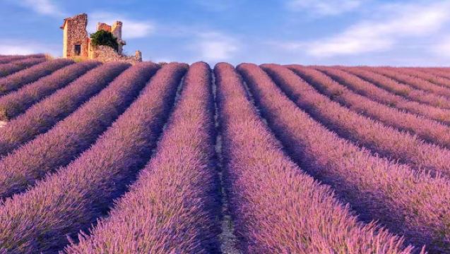 Sewaan peribadi di Nice: Lawatan sehari ke Lavender Provence, Tasik Sainte-Croix, Gorges du Verdon dan Saintes-Maries-de-la-Mer
