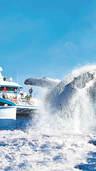 [ข้อเสนอพิเศษตามฤดูกาล] ทัวร์ 1 วันดูวาฬที่ท่าเรือซี เวิลด์ โกลด์โคสต์