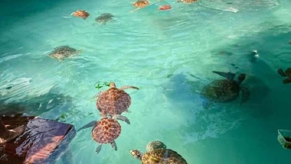 Zanzibar:Sea turttles swimm, Prison Island Tortoise & histor