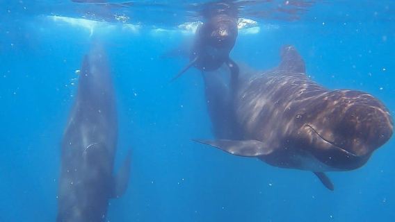 Sesimbra: Arrábida Dolphin and Whale Watching with Biologist