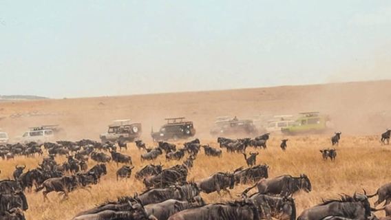 Best 1-day ngorongoro crater special big 5-Tanzania safari