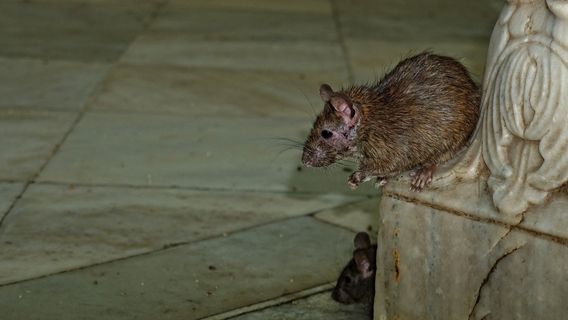 BikanerExperiences