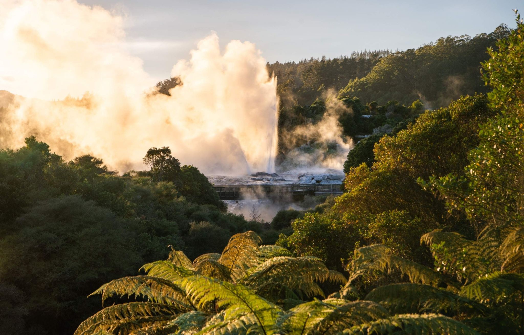 Te Puia - Rotorua, NZ Guided Tour [Geyser Tour/Kiwi Bird Viewing + Optional Haka Performance/Lunch/Dinner Upgrade]