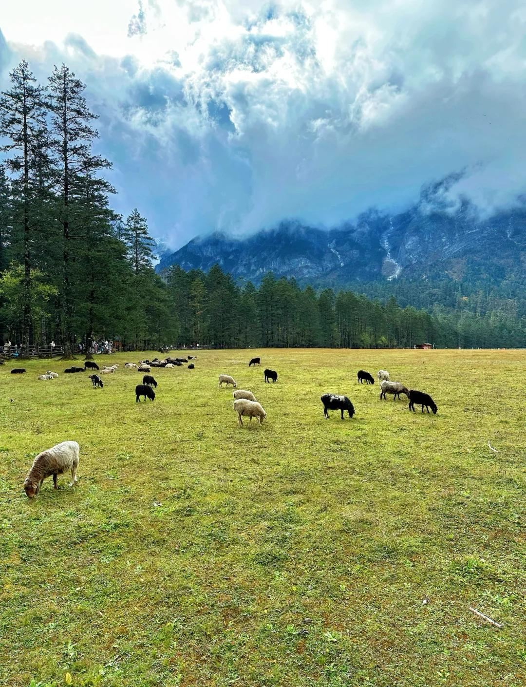 Yulong (Jade Dragon) Snow Mountain Day Tour - Yak Meadow(Middle) Ropeway from Lijiang