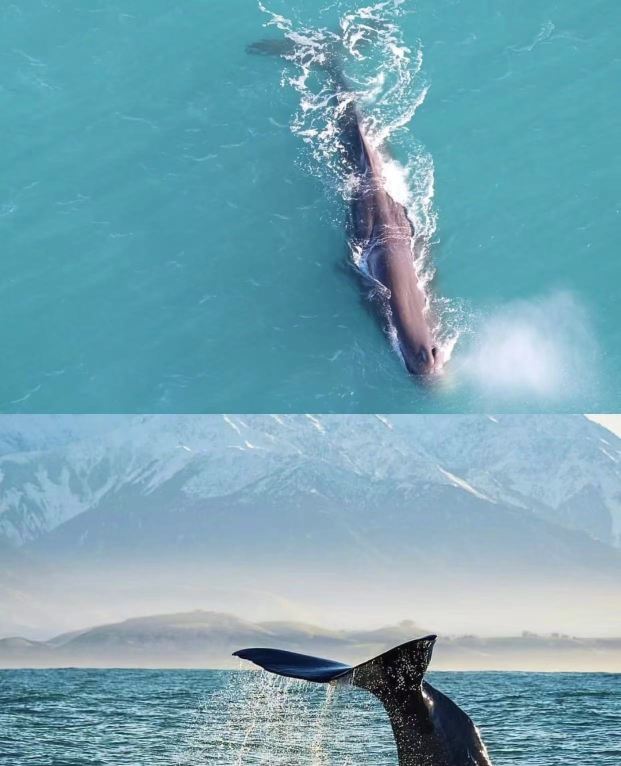 紐西蘭凱庫拉觀鯨一日遊 市區接駁