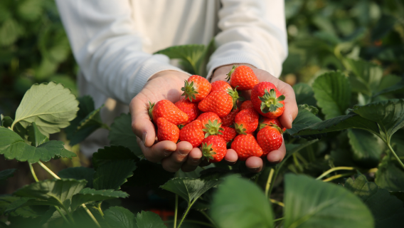 Cameron Highland From Kuala Lumpur (Shared and Private Tour)