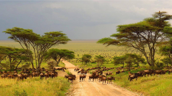 RabatTravel Services