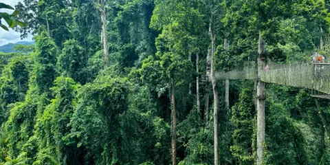 西雙版納望天樹一日遊
