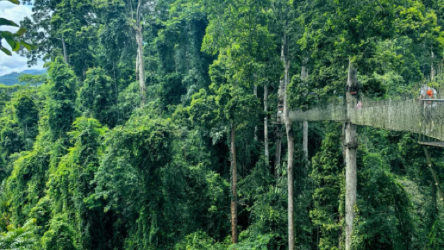 1-day tour to Wangtianshu in Xishuangbanna