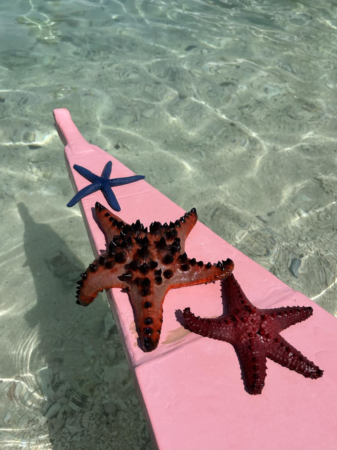 1-day tour to Bohol Island: dolphin watching + Balicasag Island snorkeling + Pamilacan Island snorke