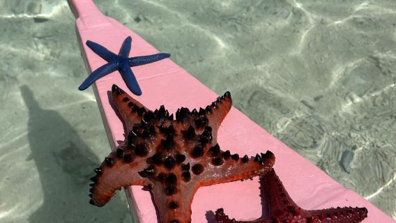 Isola di Bohol, Filippine: tour di un giorno alla caccia dei delfini, snorkeling a Balicasag e snorkeling a Pamilacan