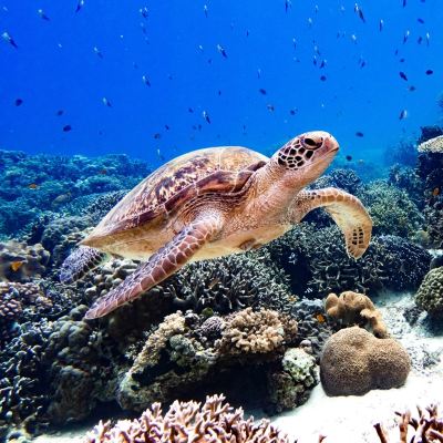 菲律賓杜馬蓋地出發：APO島一日遊【中文導遊/飯店接送】