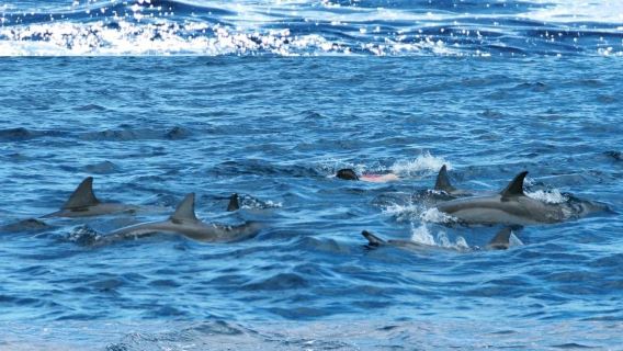 野生イルカと泳ぐ & ベニティエ島ランチ & モーリシャス送迎