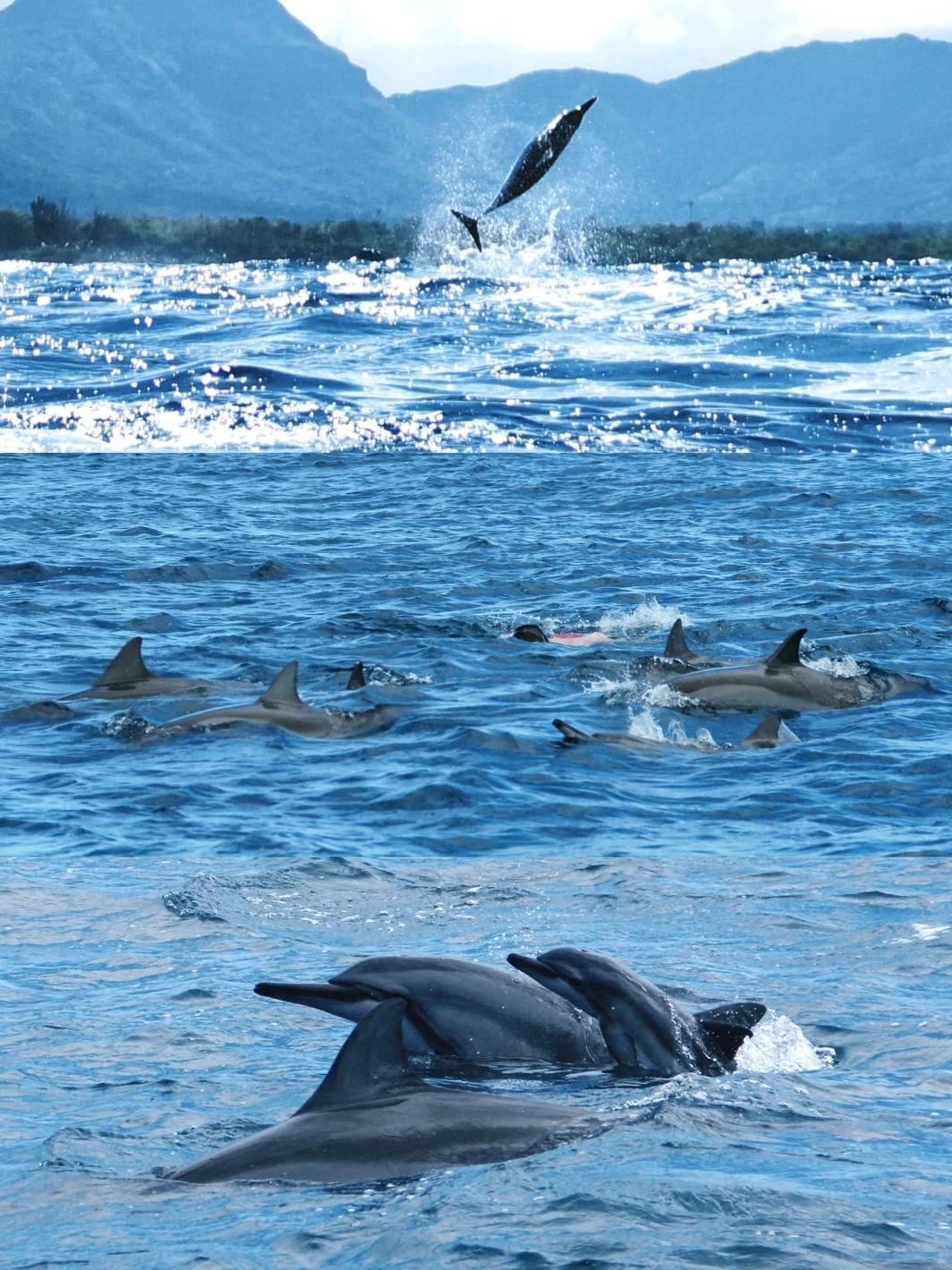 Swim with Wild Dolphins & Lunch at Benitiers Island & Mauritius Transfers