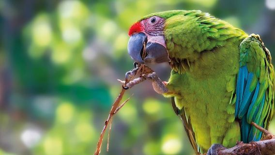 Loro Parque & Siam Park: Entry Ticket + Transfers