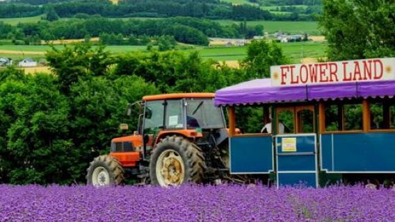 日本北海道富良野一日遊/行程可調-可客製多日遊