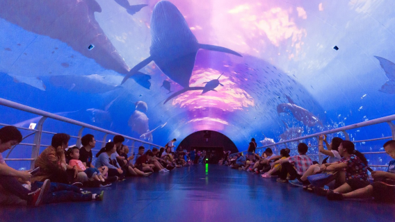 Билет в океанариум SEA LIFE Мельбурн, Австралия: Посмотрите на пингвинов