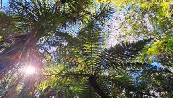 *Popular Tour* - Bay of Islands: Nature Adventure Tour