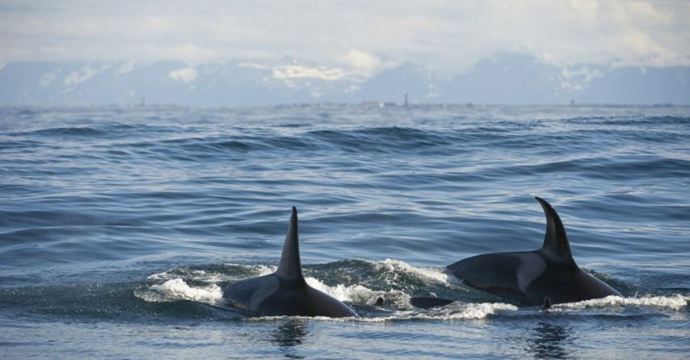 Norway Tromso Fjords Whale Watching Tour with Guide + Catamaran Cruise + High Chance of Sighting or 