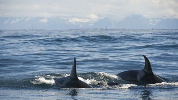 Excursion d'observation des baleines dans les fjords de Tromsø, Norvège (croisière en catamaran + forte probabilité de vous manquer à nouveau)