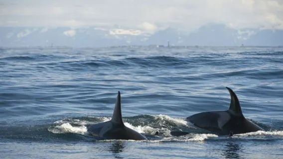 Whale Watching Tour in Tromsø Fjords, Norway (Catamaran Cruise + High Probability of Missing You Again)