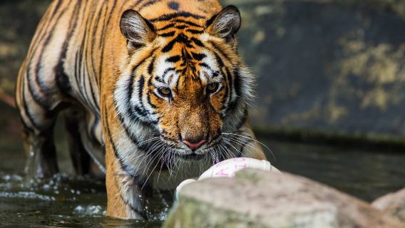 清邁綿羊農場+老虎園+大象粑粑公園（中文司機包車服務）
