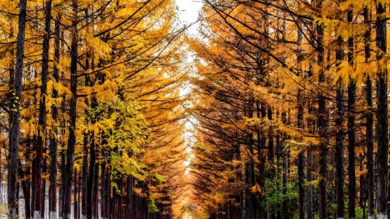 Changchun Baimuyuan + Changchun World Sculpture Park (Forest Art Exploration · One-Day Tour in Spring City)