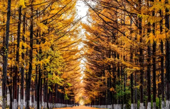 長春百木園 + 長春世界雕塑園（林間尋藝・春城一日）