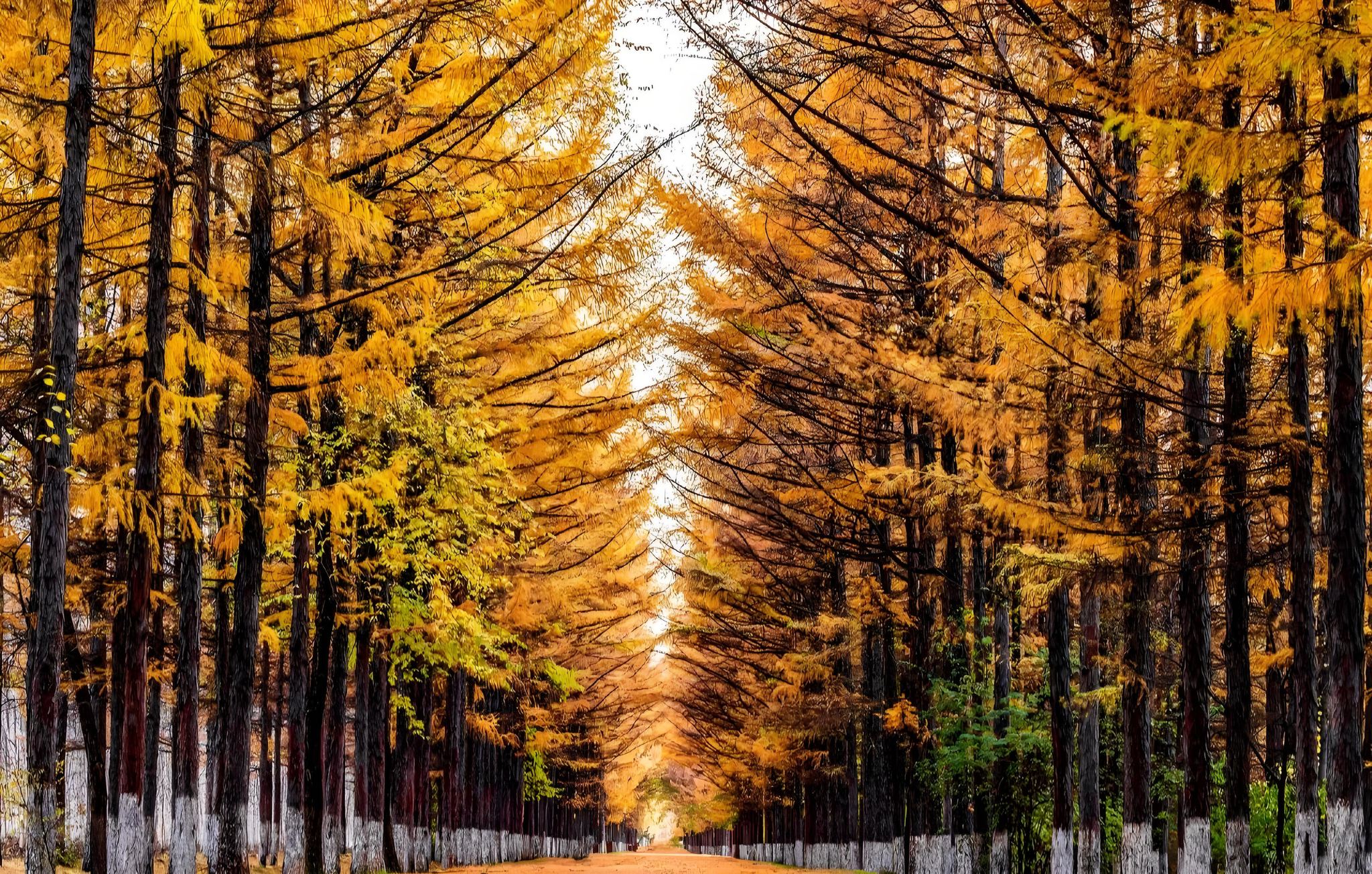 Changchun Baimuyuan + Changchun World Sculpture Park (Forest Art Exploration · One-Day Tour in Spring City)