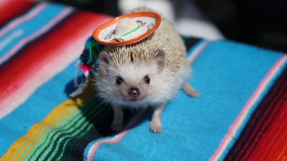 [Pottta Hedgehog House] Small Animal Interaction Experience - Choose One of Five Workshop Experiences