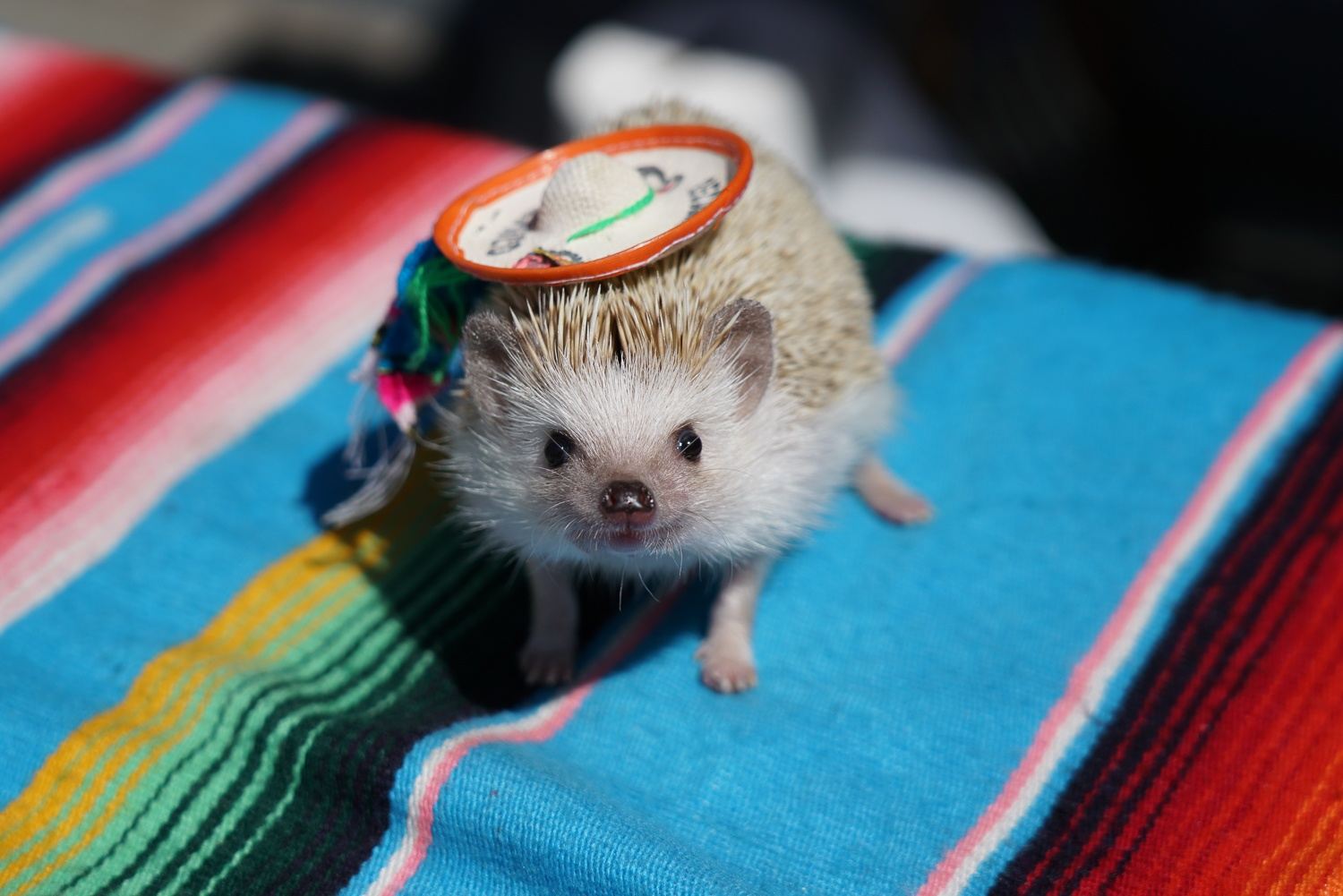 [Pottta Hedgehog House] Small Animal Interaction Experience - Choose One of Five Workshop Experiences