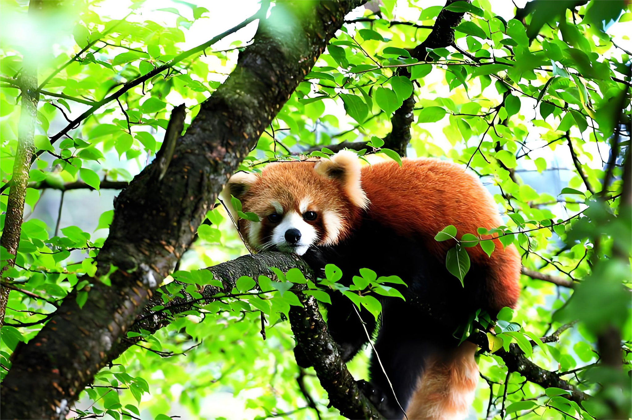 パンダ好き必見！成都レッサーパンダ森林公園プライベートワンデーツアー【車＋チケット付き】