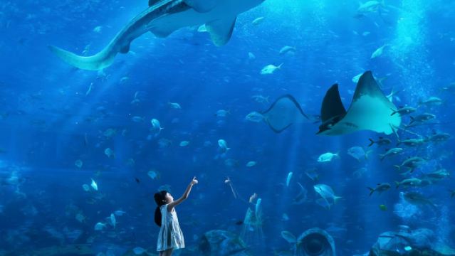 Akuarium Ruang Hilang Atlantis Sanya (Meneroka Kerajaan Bawah Laut + Bertemu dengan Misteri Biru + Membuka Kode Peradaban Lautan)