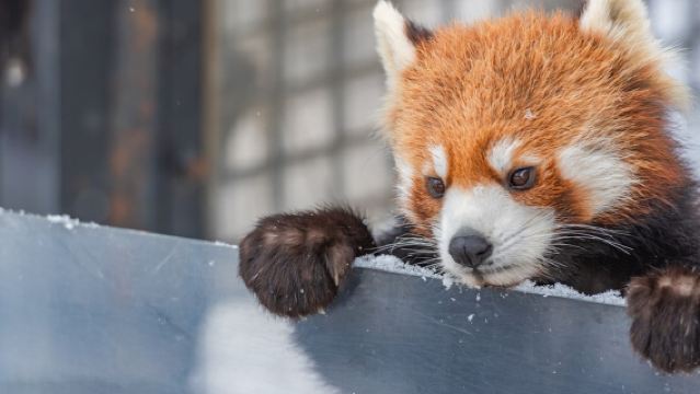 Hokkaido Asahiyama Zoo & Waterfall & Instagrammable Christmas Tree & Elf Stream / Chinese or English Guided Day Trip