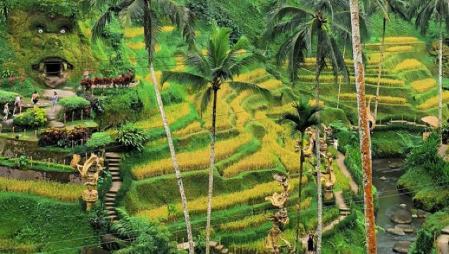 Explore Ubud 1-day tour: Covering the Ubud Palace Market, Monkey Forest, Tegallalang Rice Terrace Club, and Tirta Empul Temple in one go