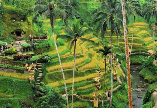 Ubud 1-day tour: Cover the royal market, monkey forest, rice terrace club and Tirta Empul Temple in one go