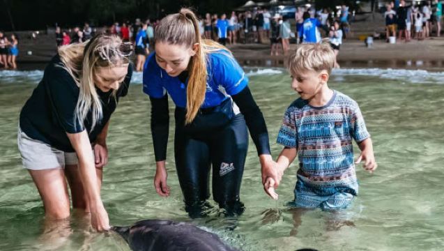 1-day tour of Snorkeling and Dolphin Feeding at Moreton Island in Brisbane, Australia
