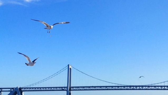 星海廣場丨棒棰島景區丨帆船出海丨大連市區環海一日遊經典線路