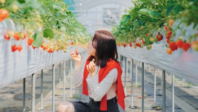 よかバス福岡いちご狩り＆桜染め体験日帰りツアー｜福岡発