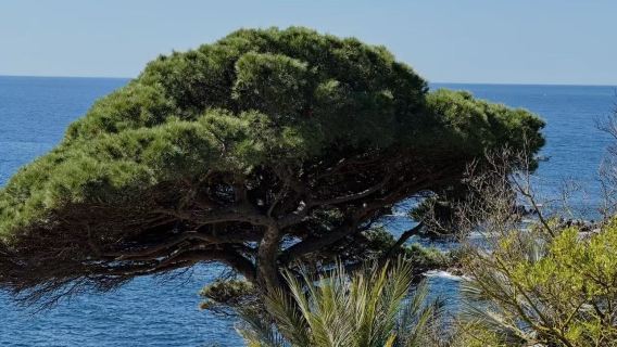 Barcelona round-trip private 1-day tour: Tossa de Mar ~ Barcelona botanical garden ~ Tibidabo