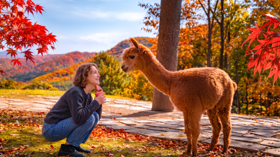 ทัวร์วันเดียว Alpaca World + เกาะนามิ + สวน Morning Calm