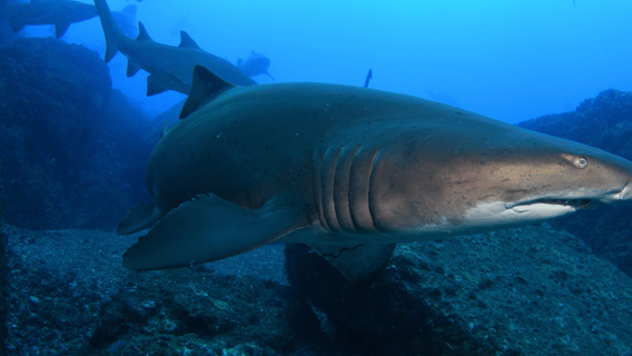Bondi: Shark Dive at Bushrangers Bay for Certified Divers