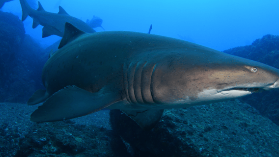 Bondi: Shark Dive at Bushrangers Bay for Certified Divers