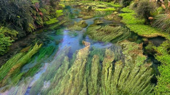 Tour 1 ngày tham quan đảo Bắc New Zealand (Thị trấn Tīnui + Đường mòn Blue Spring + Công viên địa nhiệt + Thác Huka)