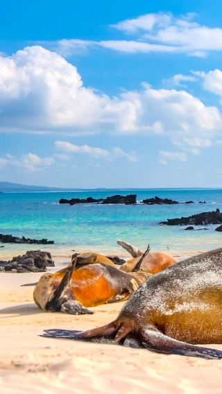 Seal Island/Maria Island cruise + Maria Island 1-day tour English group