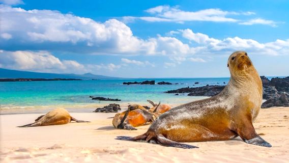 Seal Island/Maria Island cruise + Maria Island 1-day tour English group