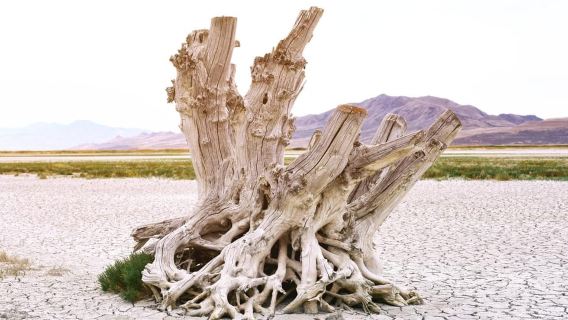 Antelope Island – Wildlife Expedition to the Great Salt Lake